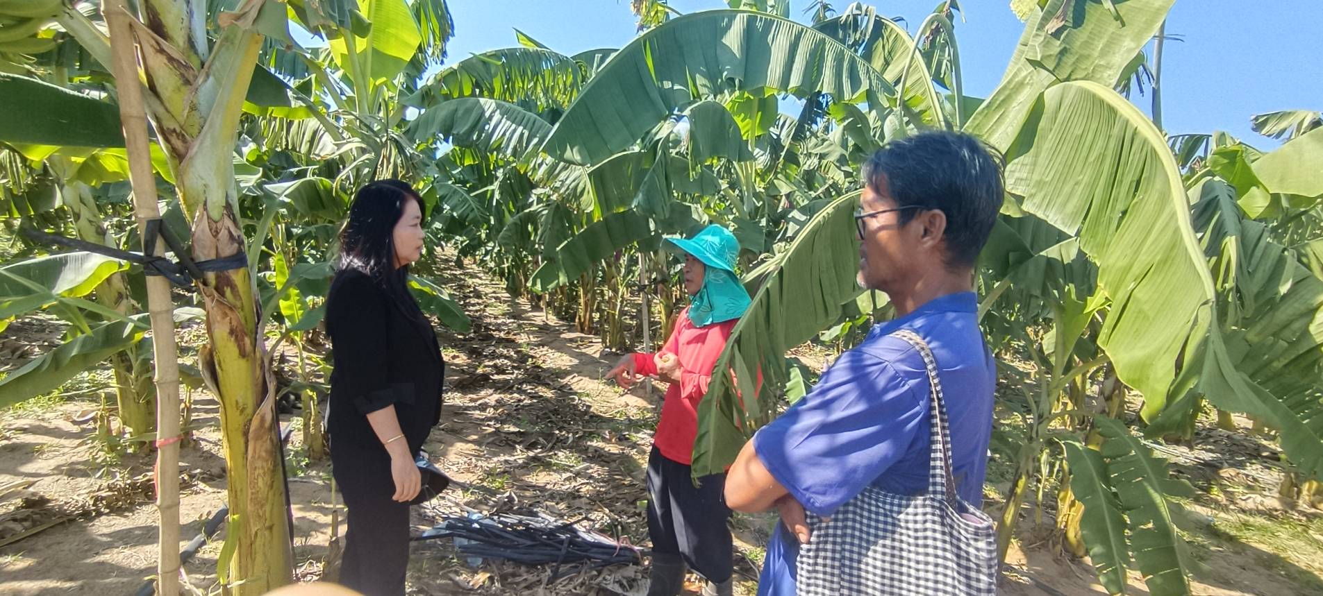 title -  ส.ป.ก.ยโสธร  ตรวจเยี่ยมเกษตรกรวิสาหกิจชุมชนในเขตปฏิรูปที่ดินตำบลบุ่งค้า  อำเภอเลิงนกทา  จังหวัดยโสธร
